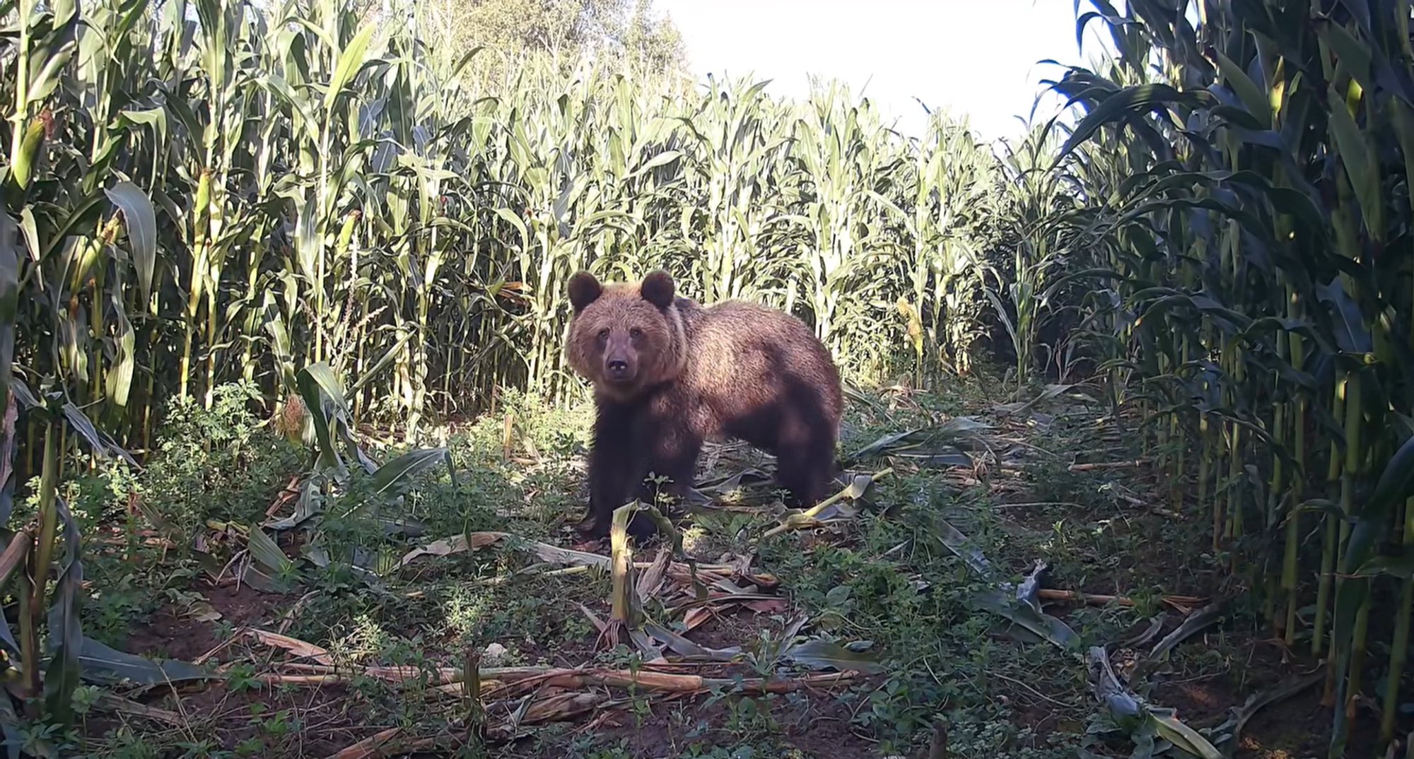 VIDEO | Maisipõllul uudistanud karu pistis kaamerat nähes plehku