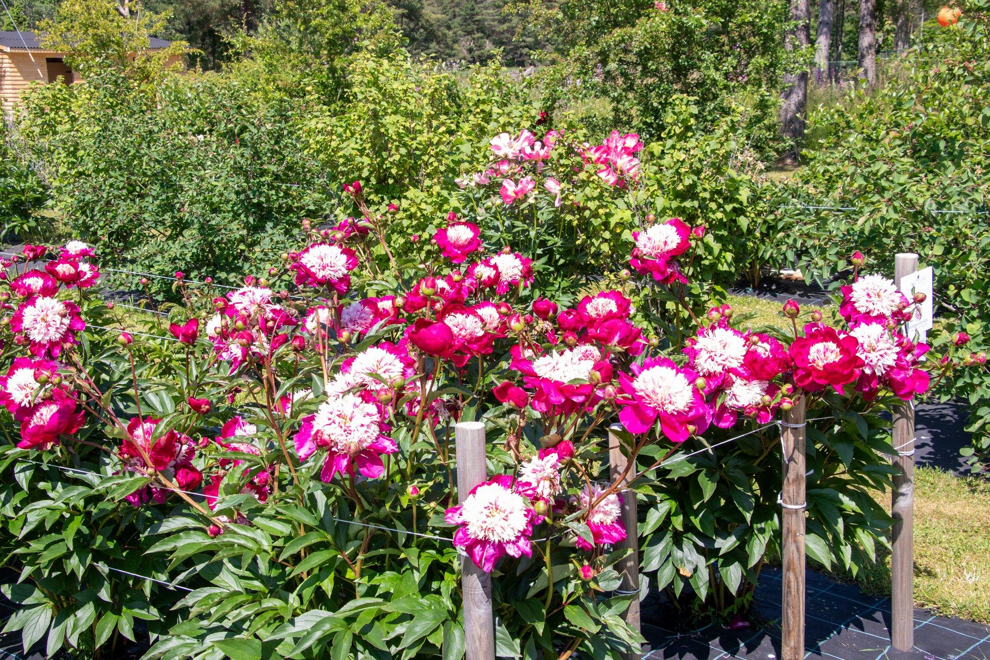 Millal lõigata maha pojengi pealsed ja kuidas taimi istutada? Spetsialist selgitab