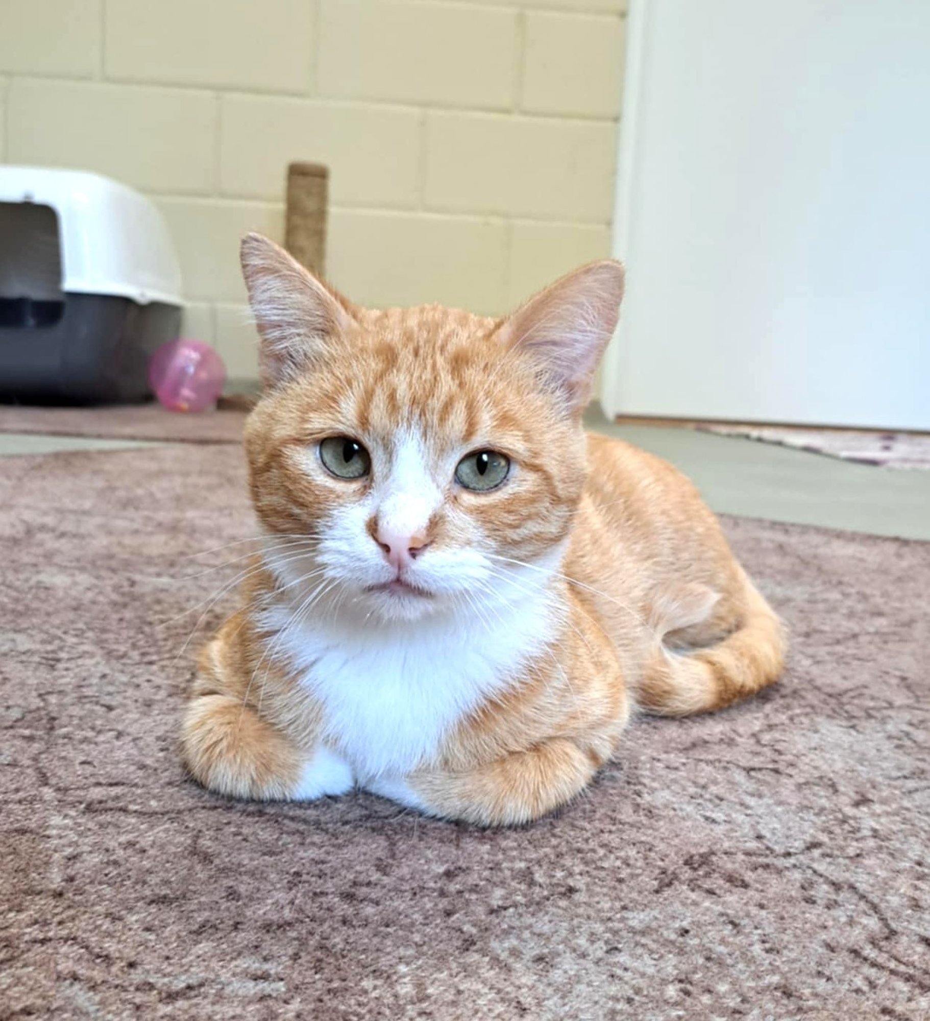 TAHAKS KOJU | Ontlik Nöps on suurepärane ka kasuisa rollis