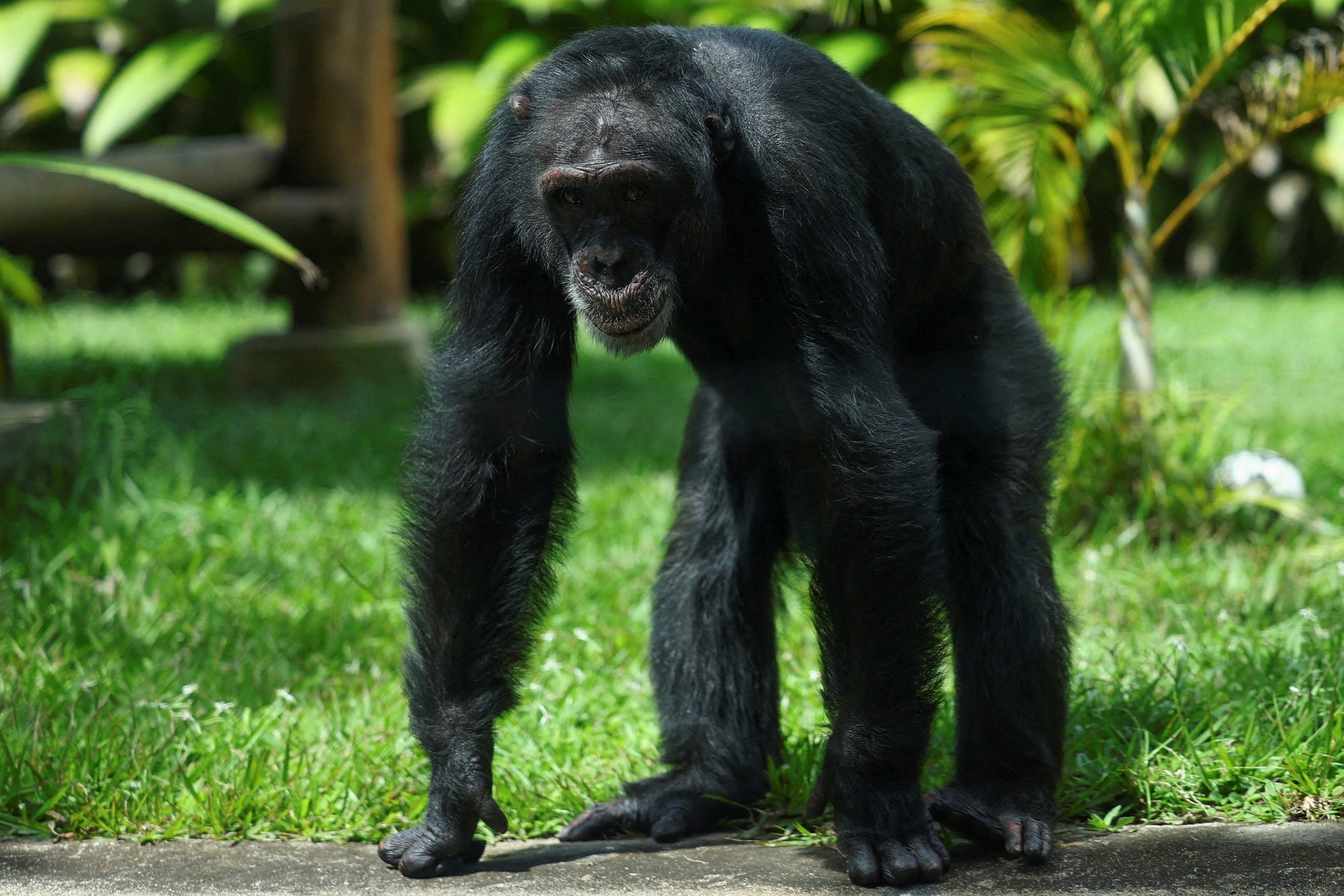 Teadlased: šimpansid „joovad“ iga päev ära umbes ühe pudeli õlut