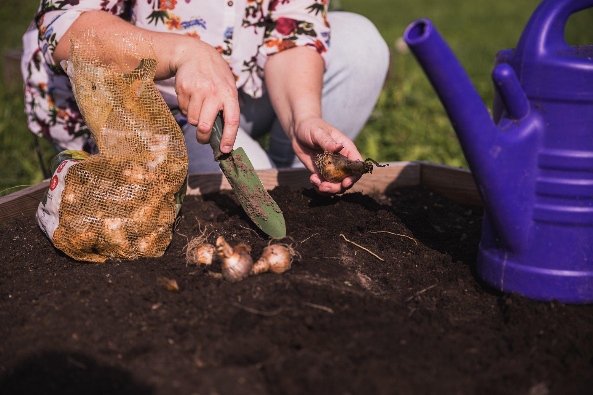 Praegu on parim aeg lillesibulate istutamiseks, et aed oleks kevadel imeilus