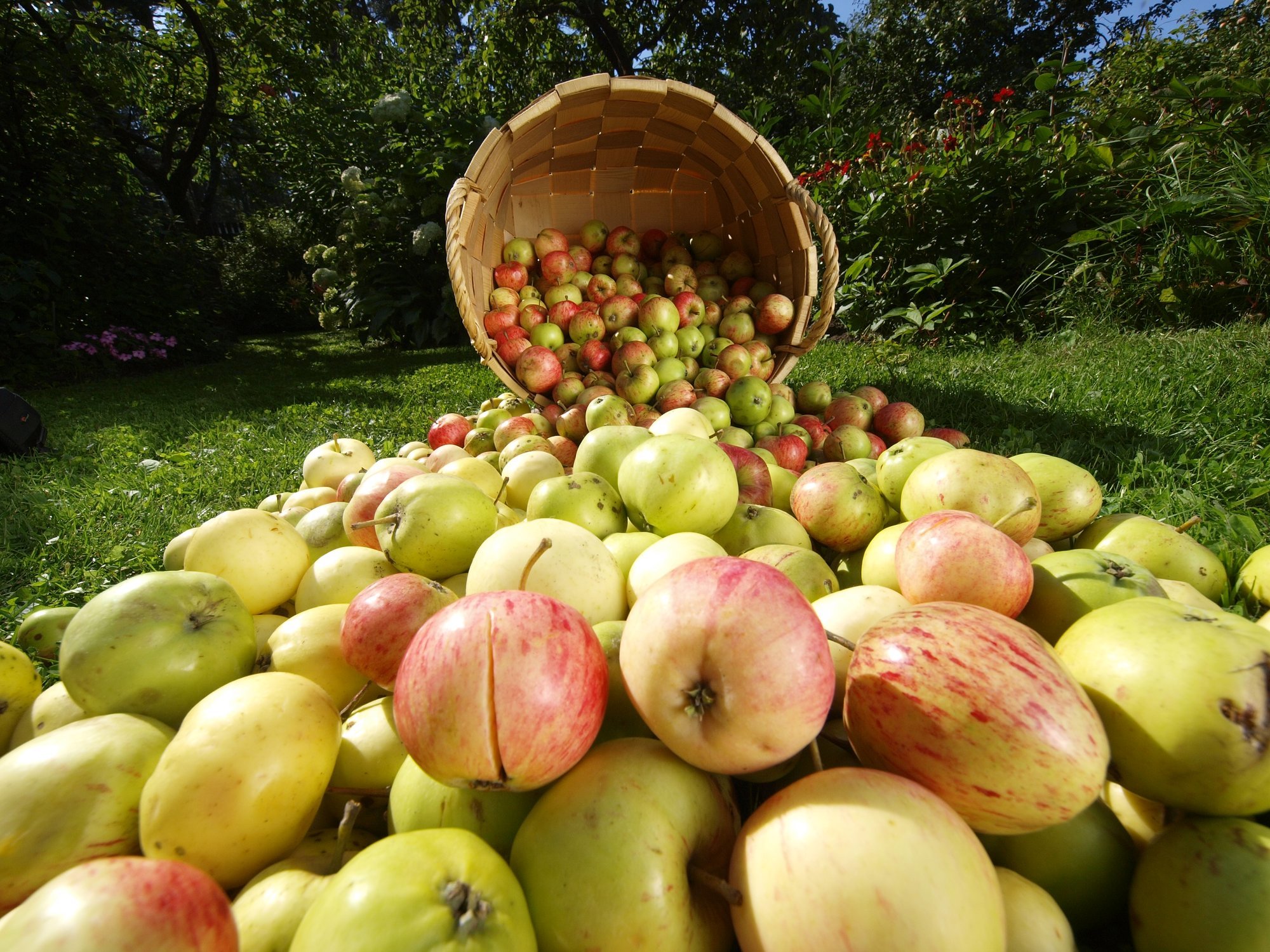 SUUR ÕUNASPIKKER | Mis õun see on, mis mul aias kasvab? Saa teada!