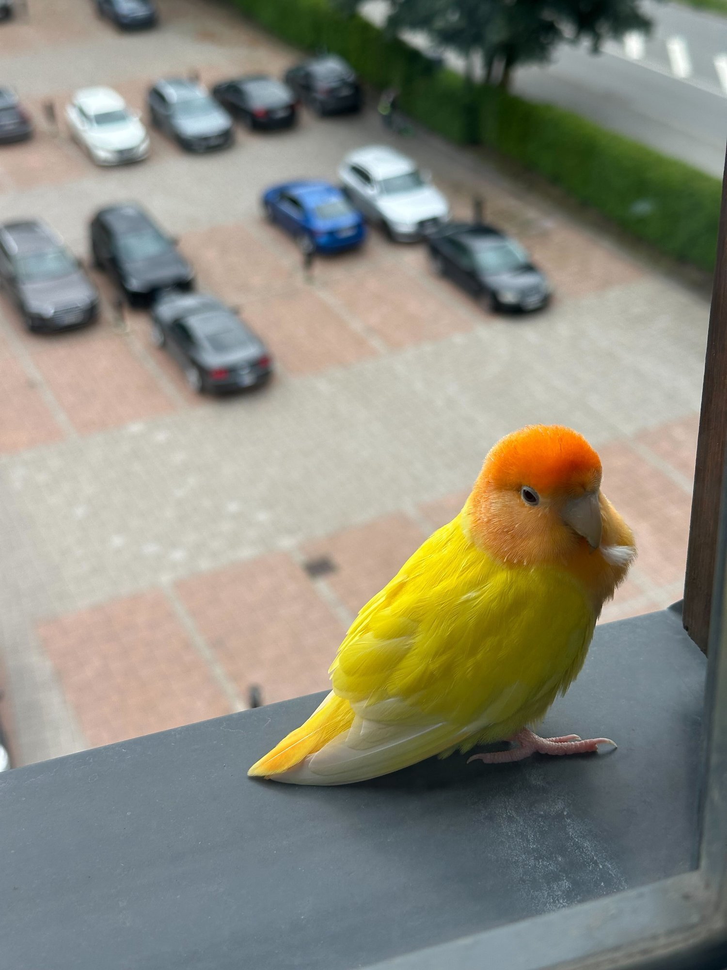 FOTOD | Eksinud kanaarilind sattus Bolti kontorisse tööle