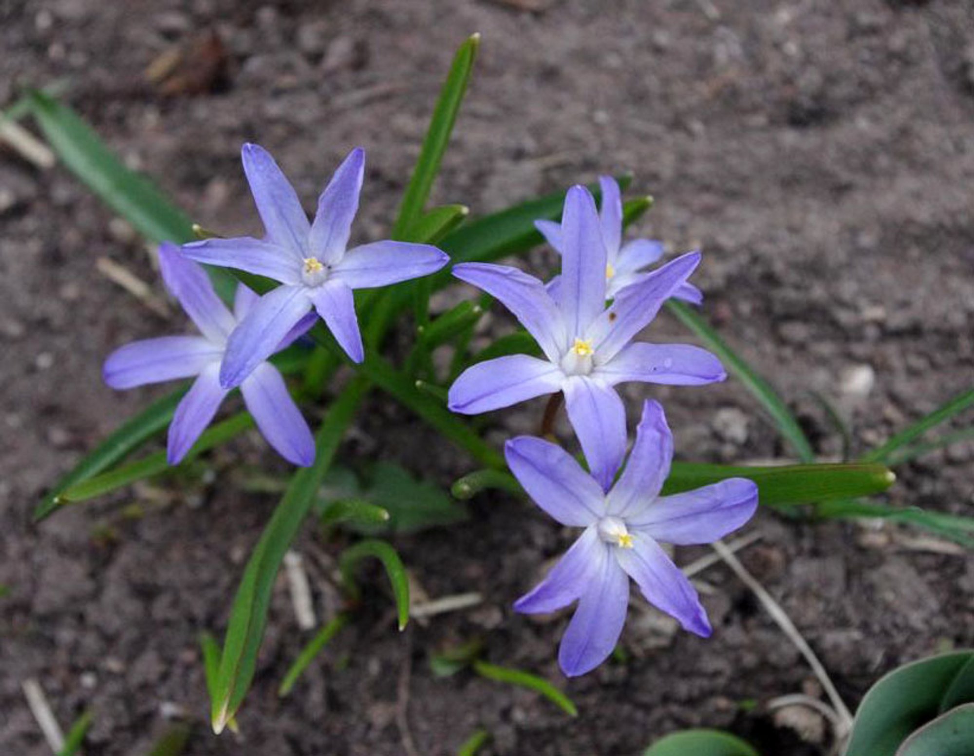 Kirgaslill toob varakevadisse aeda värvi, kui sügisel lillesibulad mulda panna