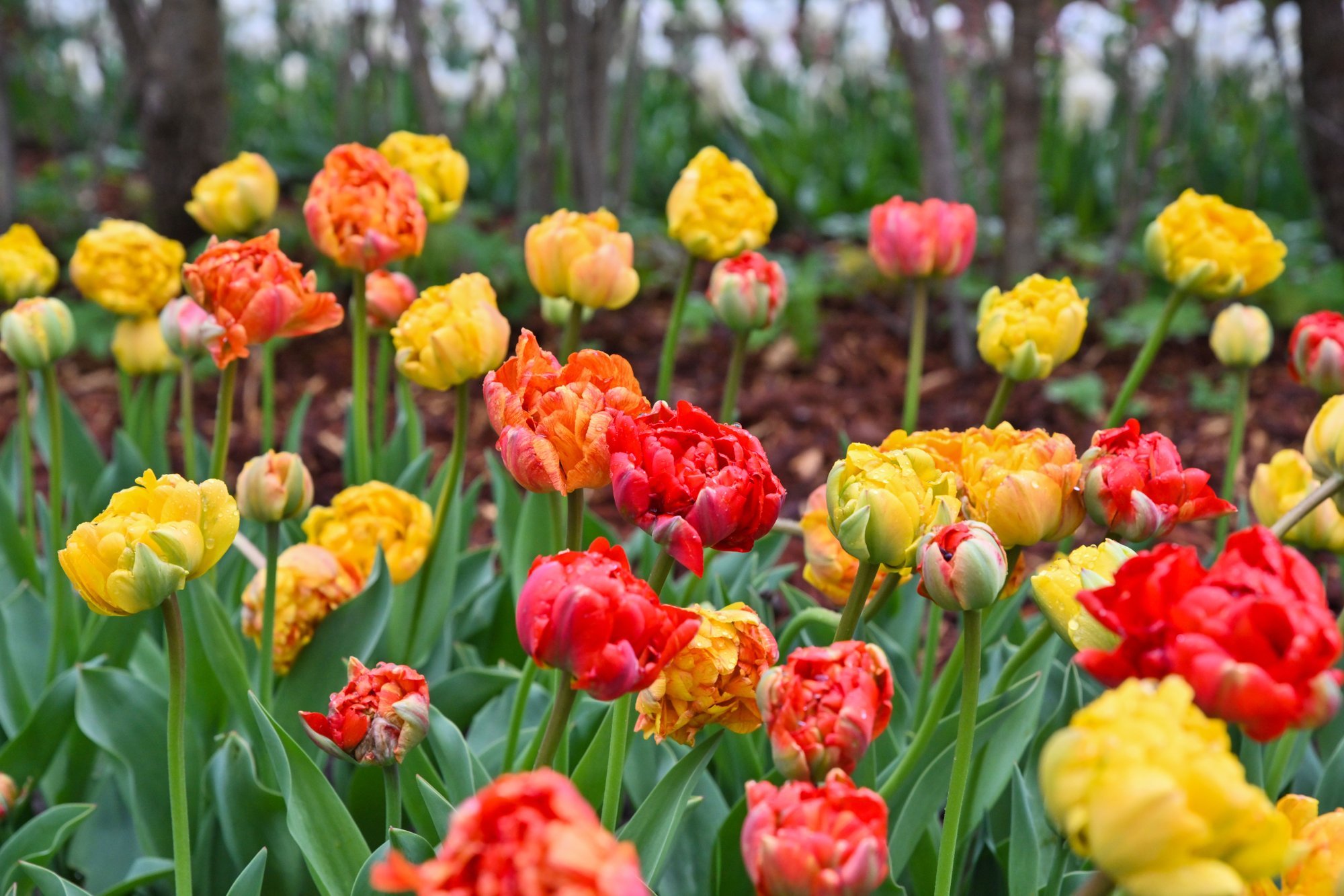 Sügisel lillesibulaid istutades loome kevadise õieilu