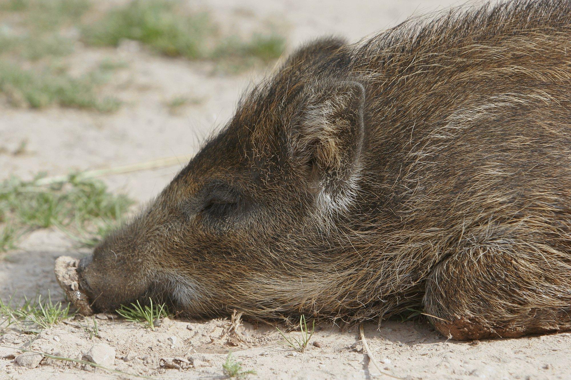 Jahimees tõi päevavalgele ebaseadusliku vibuküttimise juhtumi