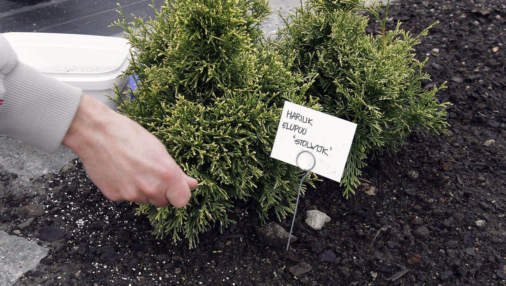 Sügiseses aias väeta, paigalda liimivööd ning tee kahjurite ja taimehaiguste tõrjet