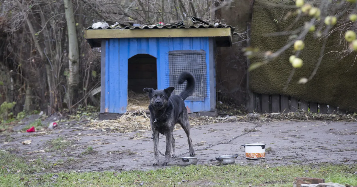 Eelnõu keelab veidi rohkem kui aasta pärast koerte ketis pidamise