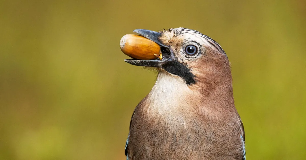 Õhutemperatuuri maksimumid kukuvad 20 kraadi juurde