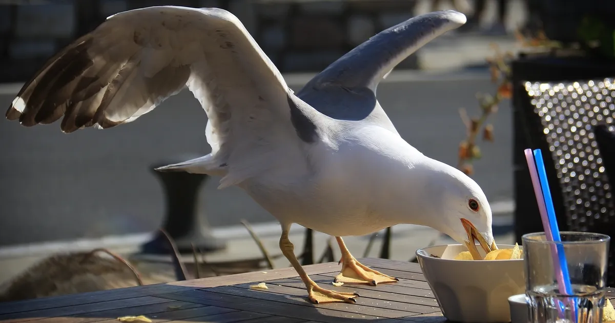 LINNUTERROR ⟩ «Selline tunne, et haarab lapsel kogu käe!» Tallinlased on mures kajakate käitumise pärast, kes ei pelga enam inimestelt toitu jahtida