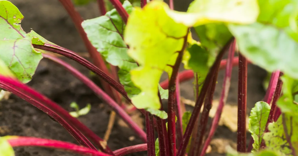 Peedilapsed kõlbavad hapendada