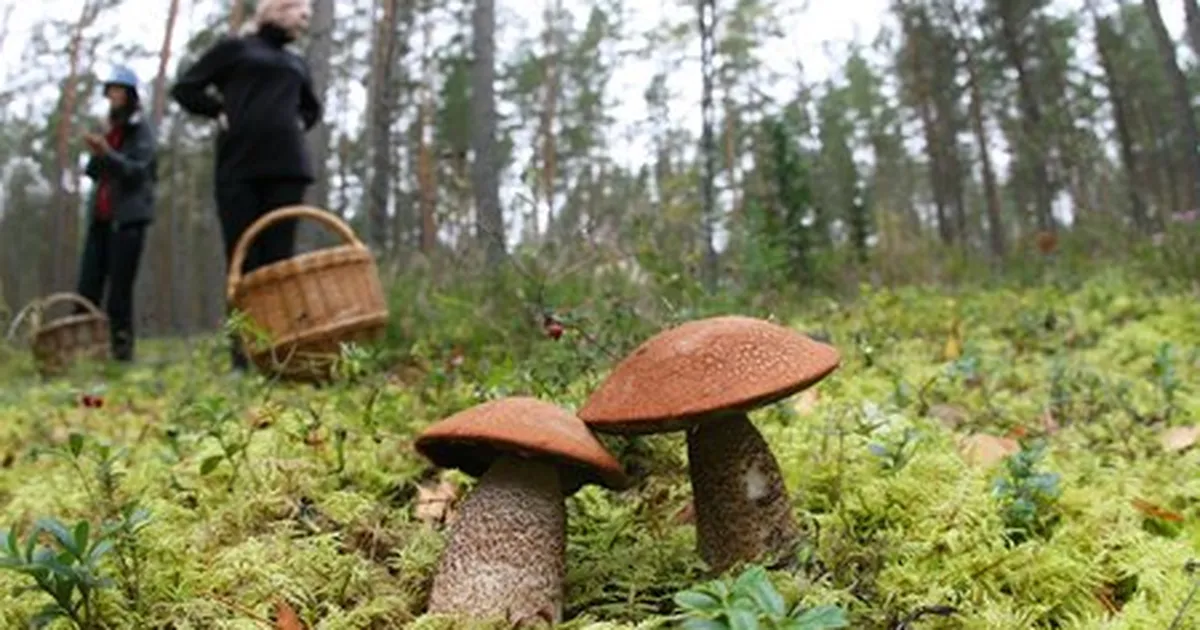 KUKU ⟩ Valget kärbseseent söönud laps sattus haiglasse