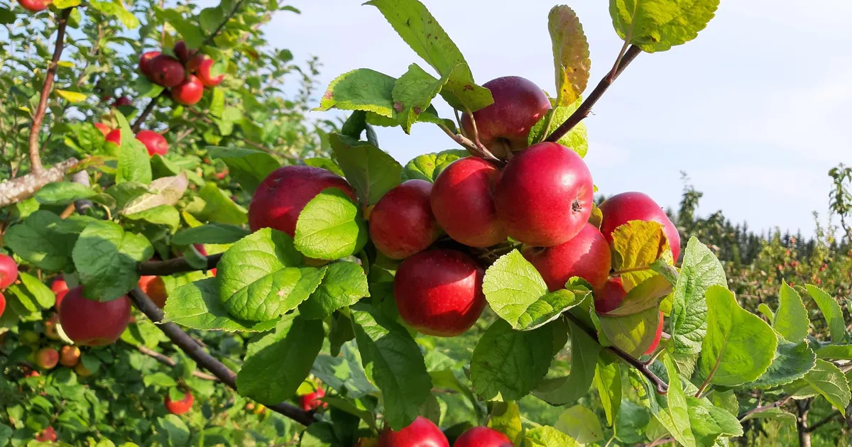 NIPID ⟩ Õigesti säilitatud õun maitseb talvel hea