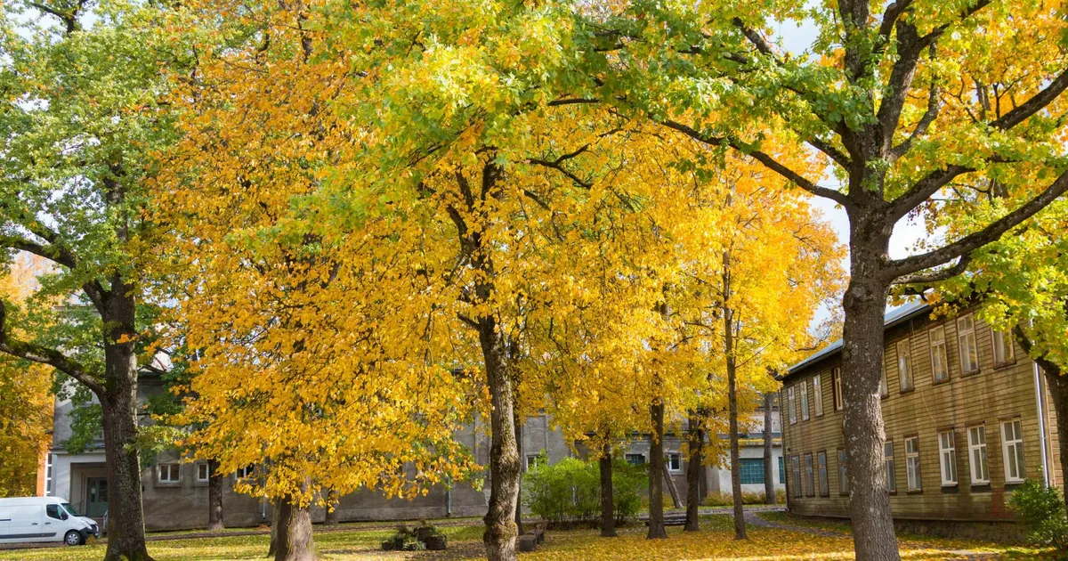KAUNIS SÜGISILM TERENDAB ⟩ Eesootav nädal tuleb sajuta, kuid kargem