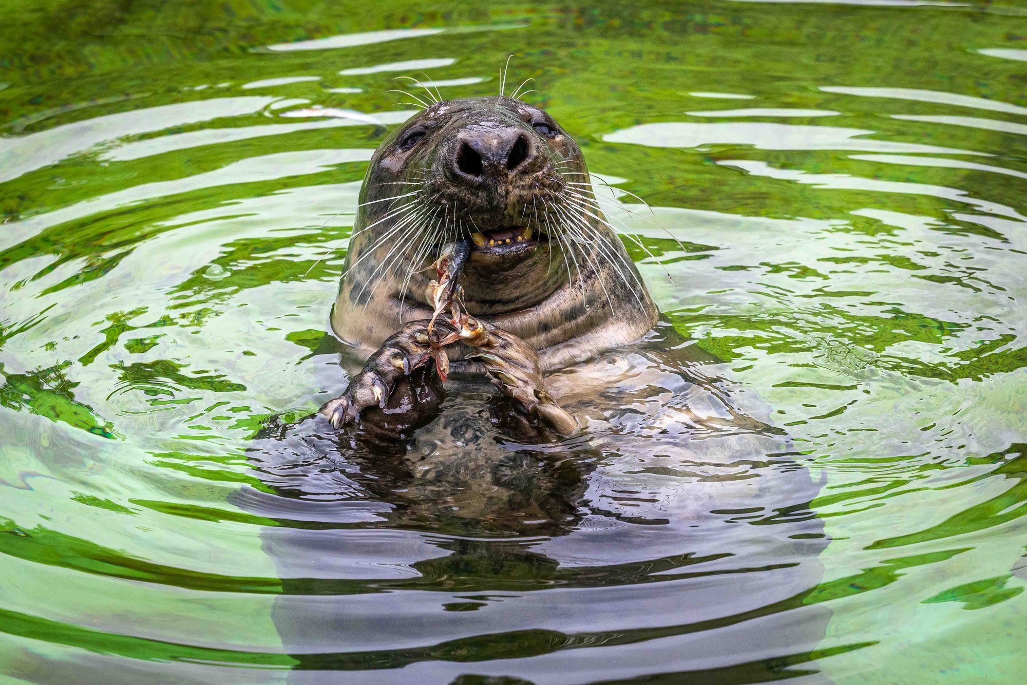 Unistad eksootilisest lemmikust? Loomaaed hoiatab varjatud kulude eest, mis võivad pangaarve tühjendada