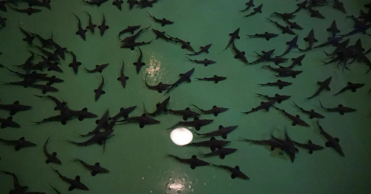 Kaluritel palutakse erilistest kaladest teada anda