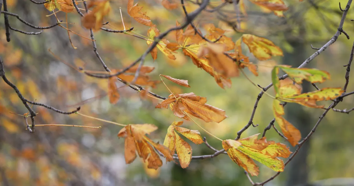 Järgnevatel päevadel langeb temperatuur, tulla võib udu