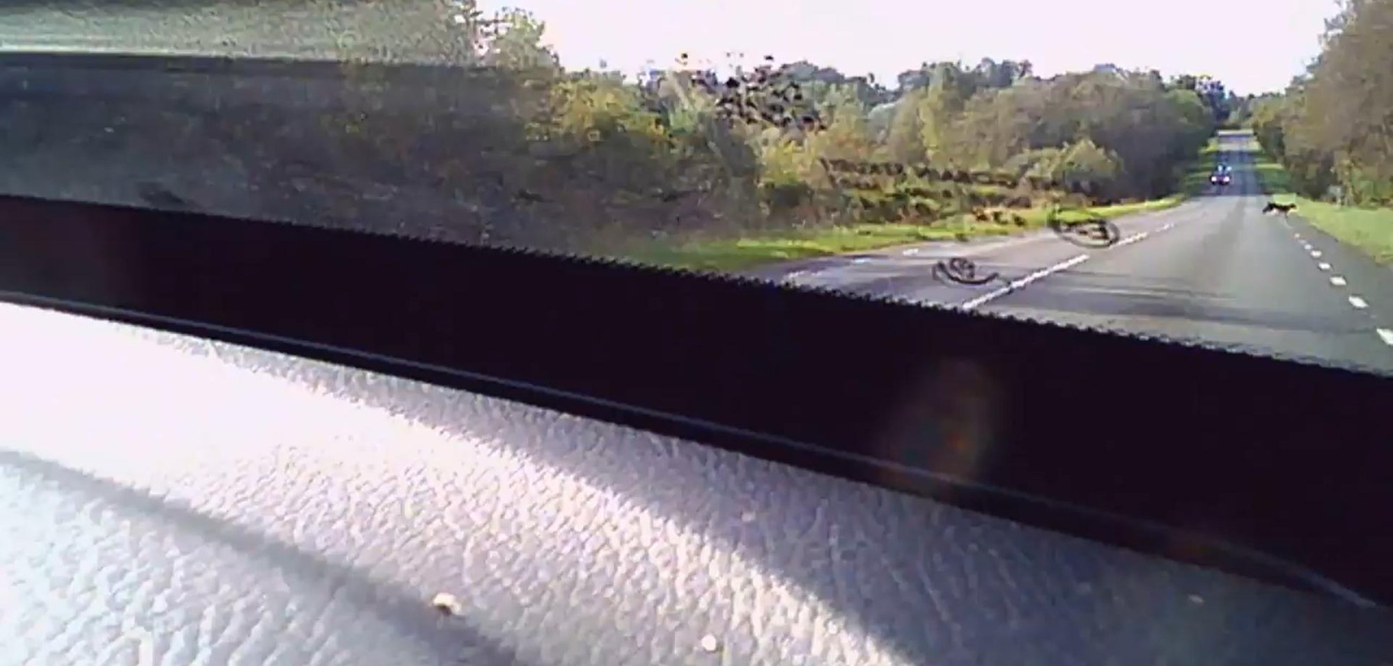 VIDEO | Eesti metsades liikuv puuma püüti auto pardakaamerasse