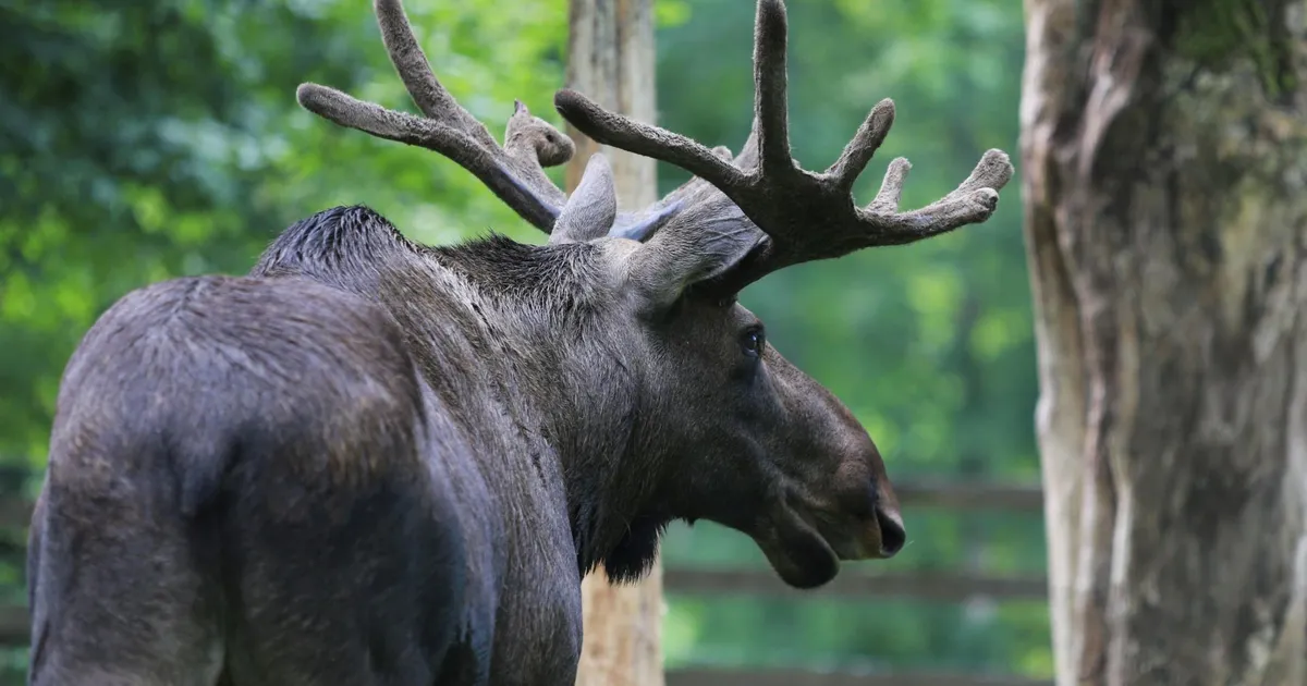 Eesti ja Läti põdrad saavad kaelused