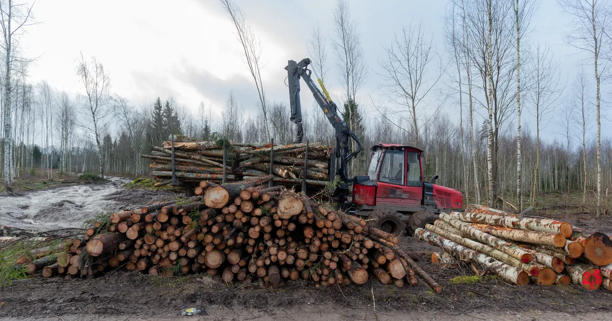Metsatehnika puhastamine aitab pidurdada sigade Aafrika katku levikut