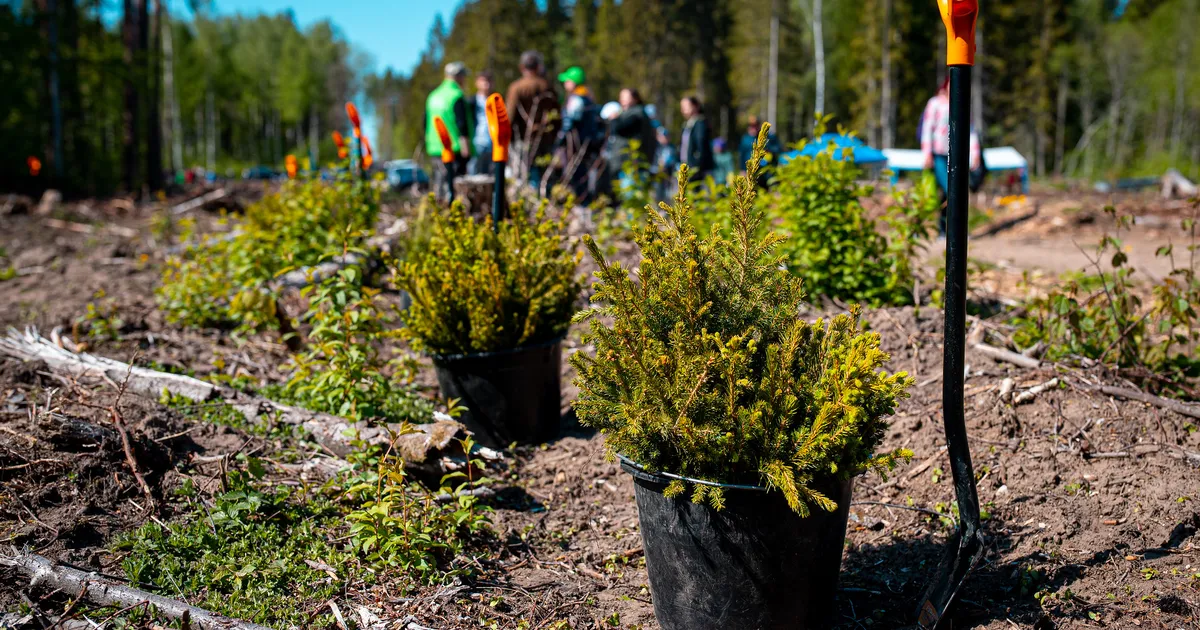 Riigimetsas algas igaaastane sügisistutus