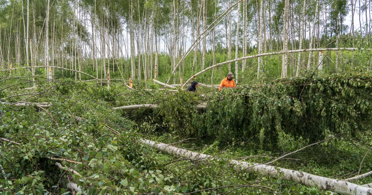 TIIT MARAN ⟩ Kas sihiks on jätta metsandus turustiihia pärusmaaks?