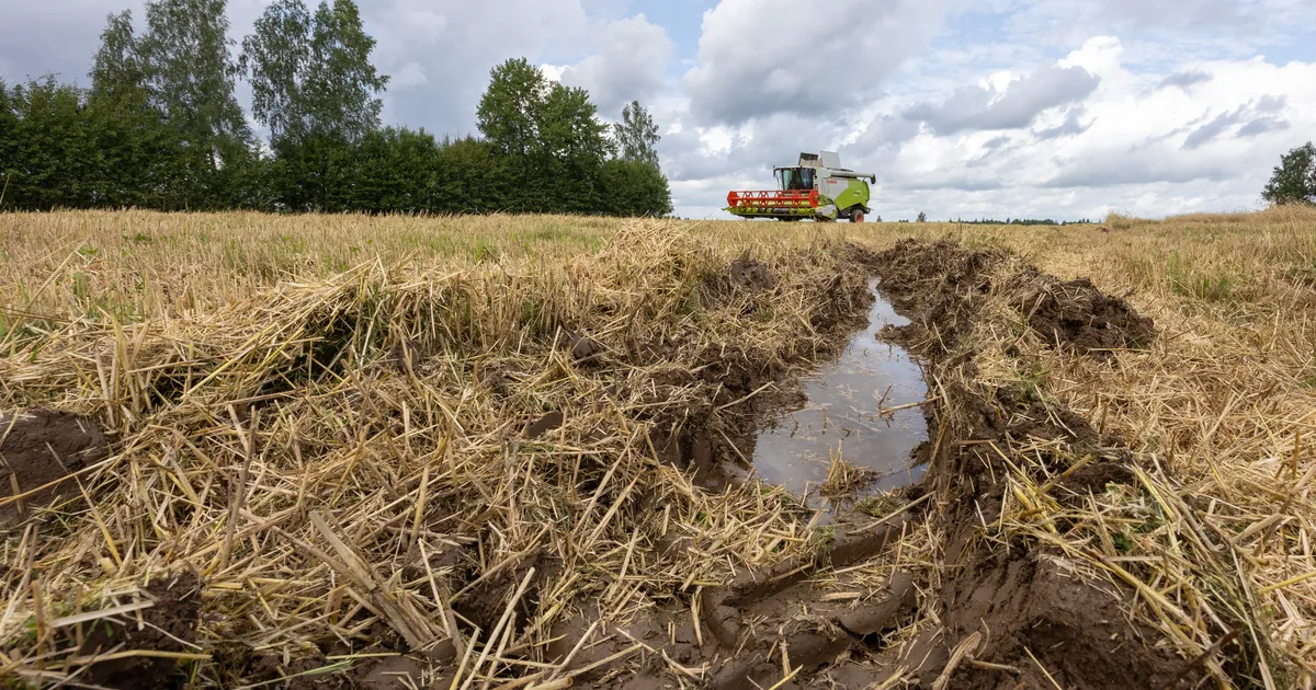 Viljavõtuhooaeg tõi kaasa keskpärased saaginumbrid
