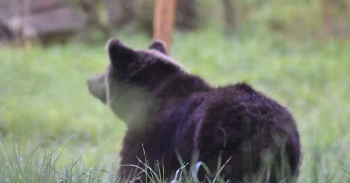 Jahimeeste seltsi: kui karusid ei kütita, siis kaob neil aja jooksul inimkartus