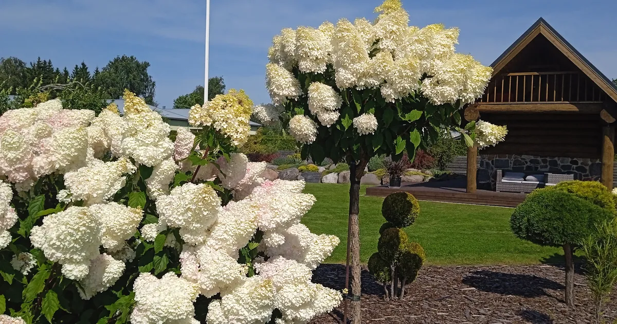 Läheb aina soojemaks ⟩ Rannailm tuleb tagasi