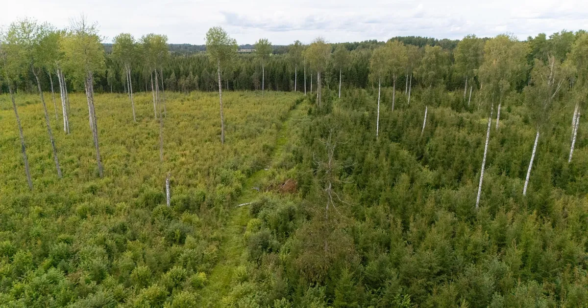 Surmatud sigade matmispaiga kohal keelati isegi droonilennutamine