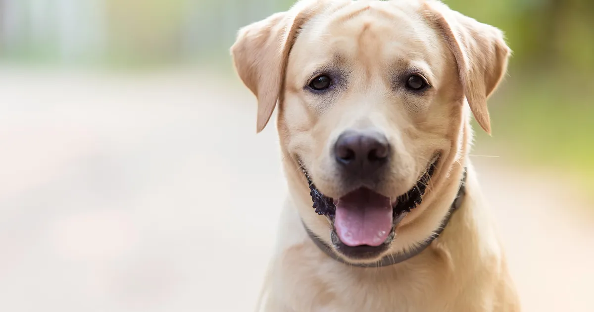 Need on Eesti kõige populaarsemad koeratõud
