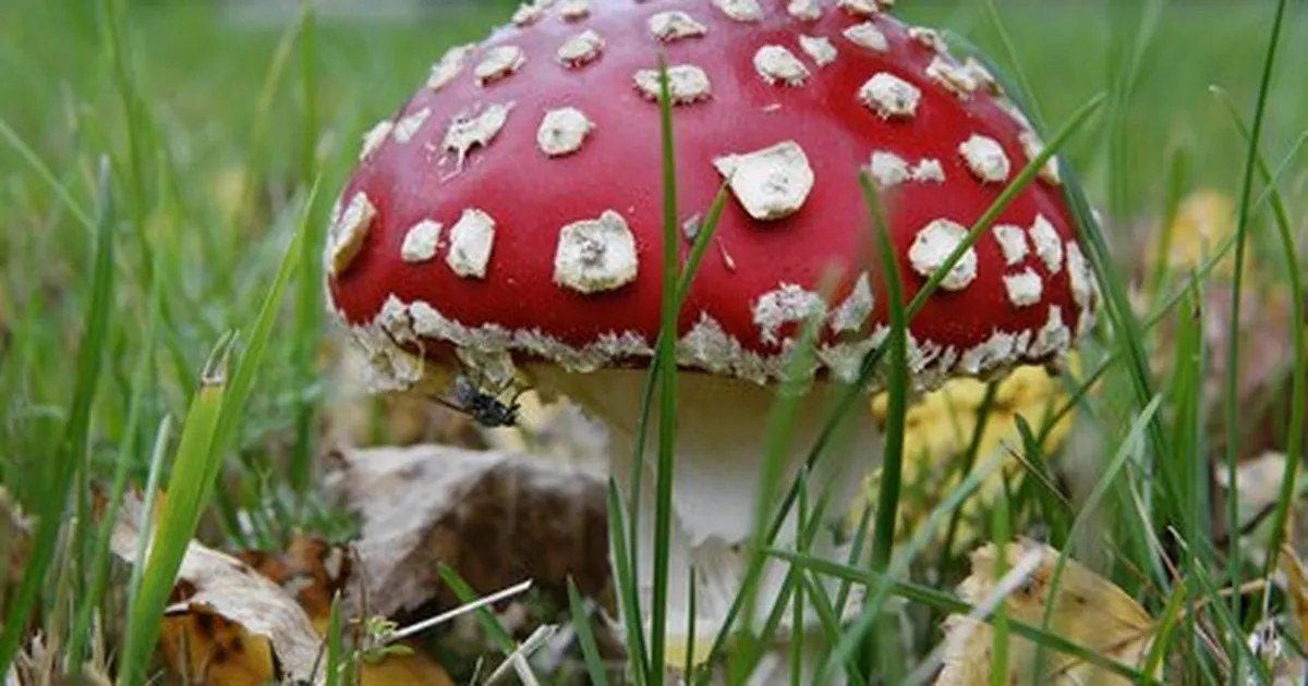 Jõustus rahvatervishoiu seadus: libameditsiinile trahvid ja reeglid koolipuhvetitele