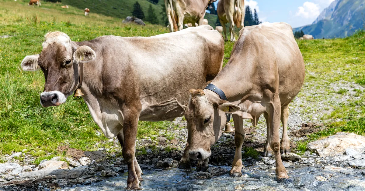 Austrias tappis lehmakari matkaja