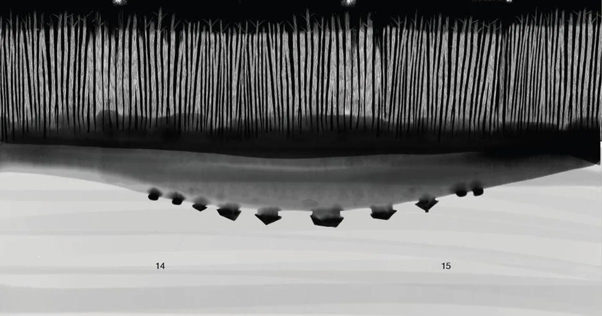 Eesti kirjandusklassika tähtteos sai uue, illustreeritud väljaande