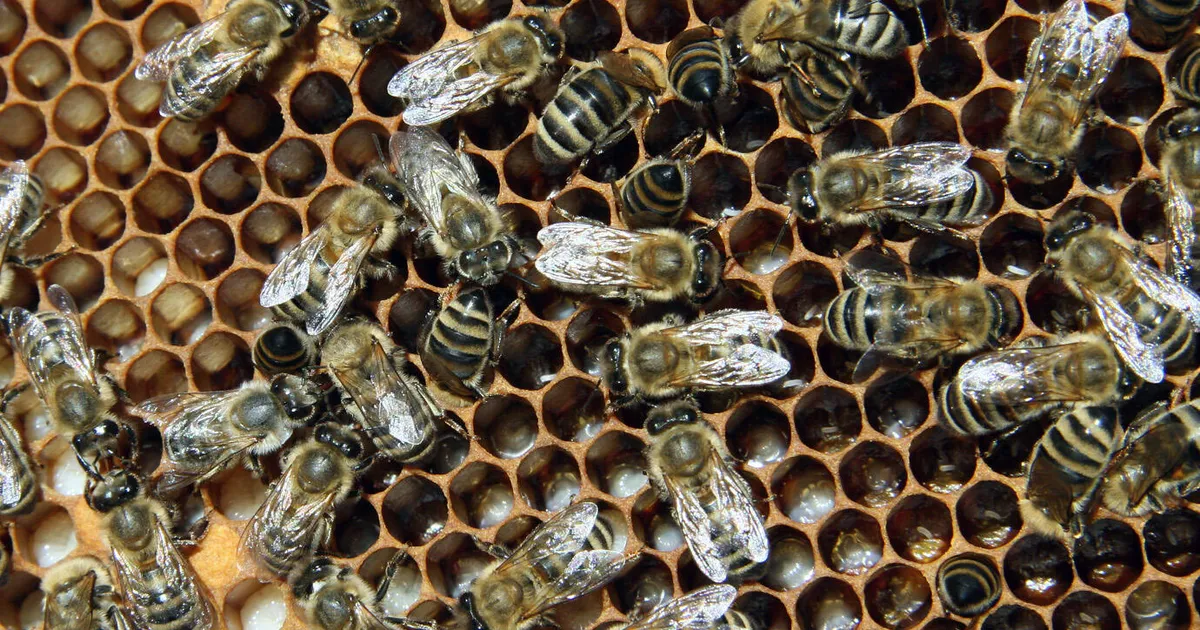 See supertoit paneb mesilaspered pöörase kiirusega paljunema