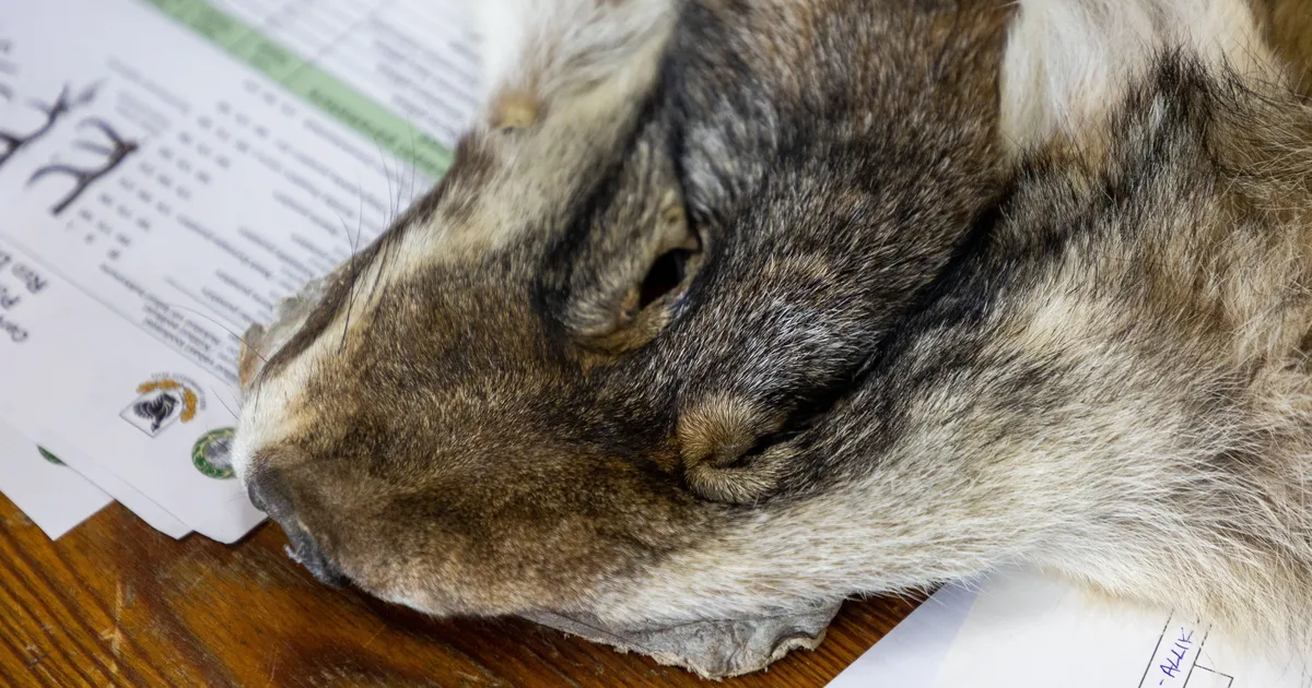 Keskkonnaamet võttis vahele mitu salaküttimises kahtlustatavat