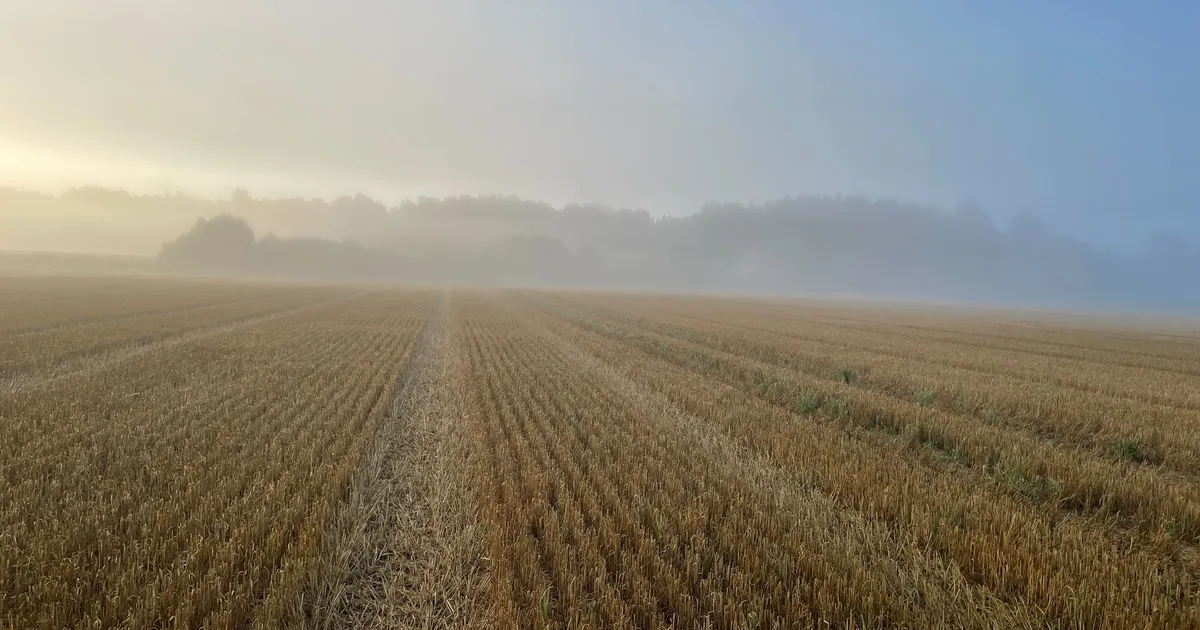 Vihmad jätsid negatiivse jälje viljakvaliteedile