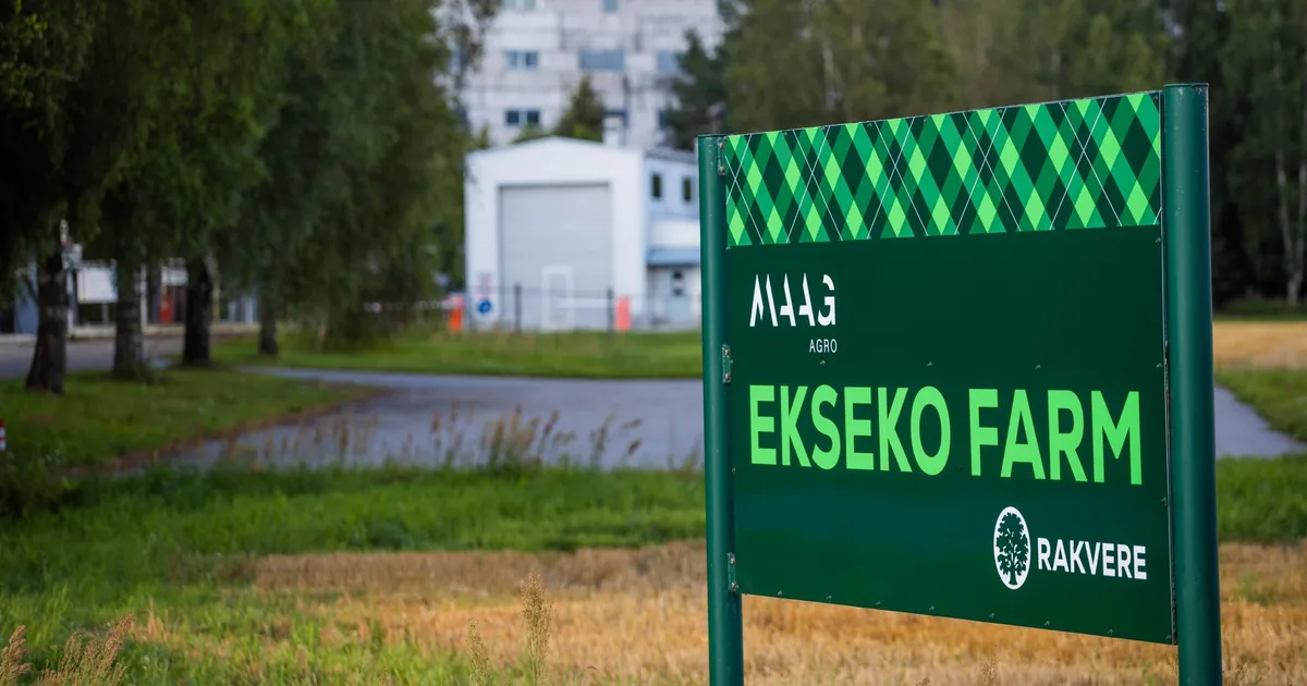 HKFoods saab Maag grupilt miljoneid vähem raha, sest Maagi suurimat seakasvatust tabas seakatk