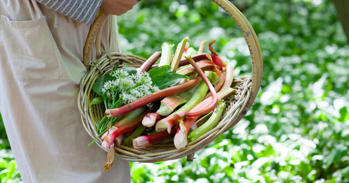 Rabarber saab jõudu ja maitseb paremini, kui sügisel kaks olulist tööd ära teha