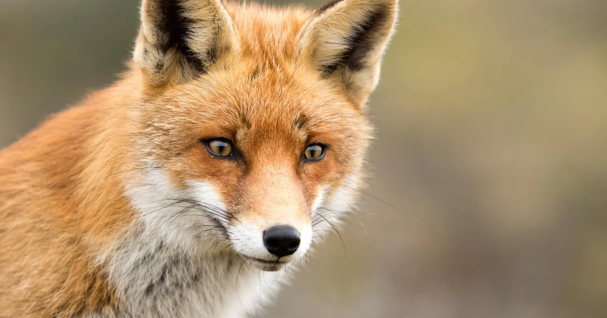 Harjumaal vajas rebane päästjate abi