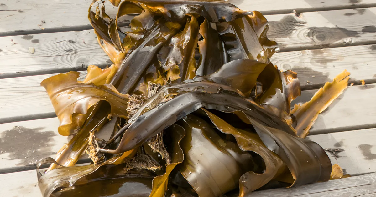 HÄMMASTAV ⟩ Merevetikast leiti aine, mis õpetab su keha rasvaga võitlema