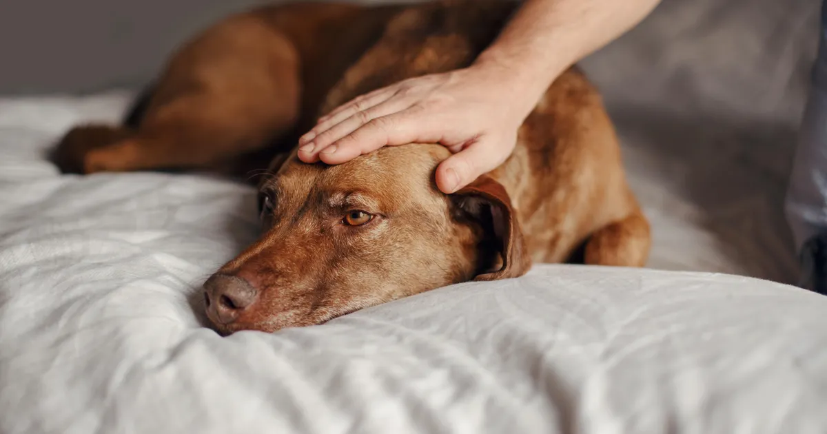 LOOMAARST HOIATAB ⟩ See raske haigus ohustab eakaid koeri ja kasse sagedamini kui sa arvad