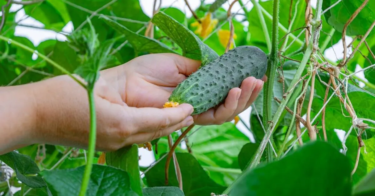 Neli lihtsat nippi, kuidas pikendada kurgihooaeg sügisesse