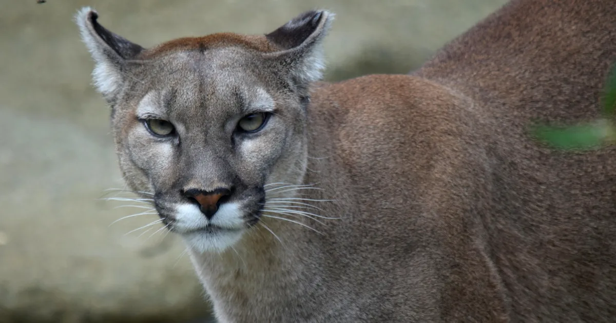 OOTAMATU KÜLALINE ⟩ Kagu-Eestis on nähtud ringi liikumas puumat