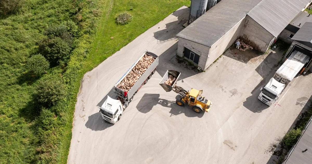 SEAD AHJU? ⟩ Asjatundja hinnangul hävitatakse katkusigu ebamõistlikul viisil