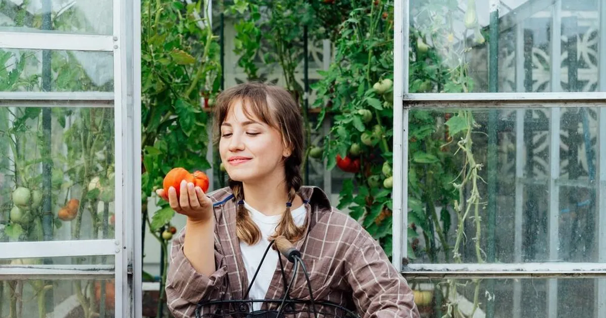 VÄRSKENDA MÄLU JA SEEMNEVARU ⟩ Tallinna Botaanikaaias avatakse tomatite ja tšillide näitus