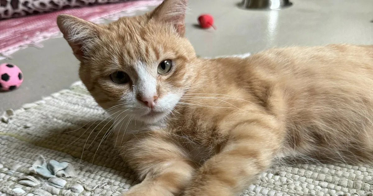 Koduotsija ⟩ Paimaias nurrumasin Nöps igatseb rahulikku kodu