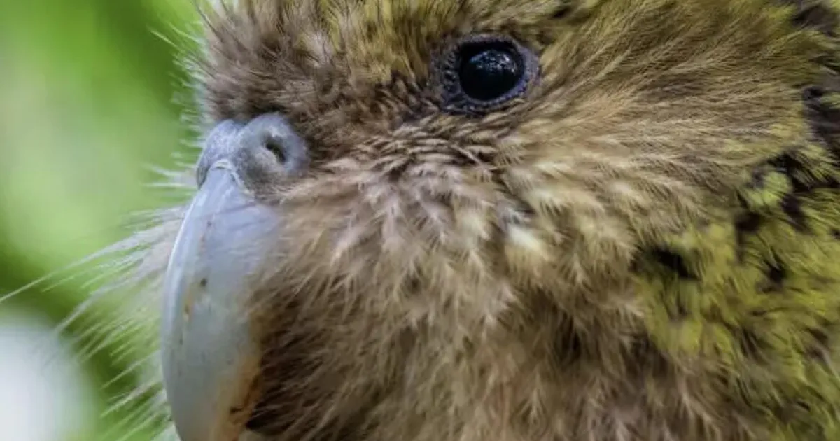 Aleksei Turovski: me peame kaitsma ka omi armsaid ja olulisi parasiite – aga kuidas siis muidu?