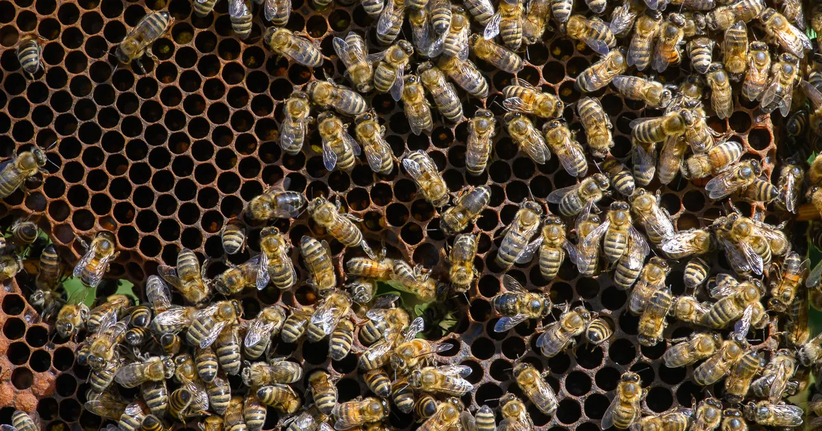 VIDEO ⟩ Kõik pikali! Mesilased tekitasid jalgpallimängul kaose