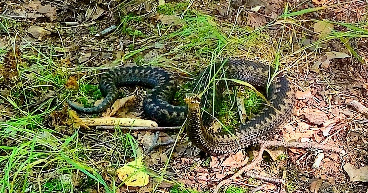 FOTOD ⟩ Nõmmel jalutajaid ehmatas rästik: 20 aasta jooksul ei ole sellist näinud!